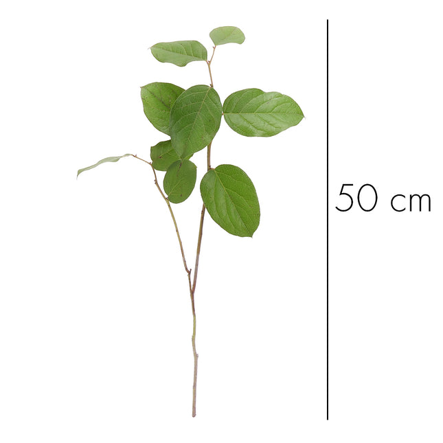 04500092_salal-zel-20-zv